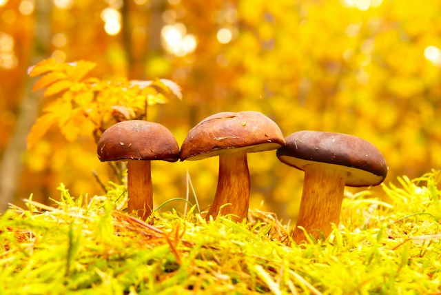 mushroom coffee